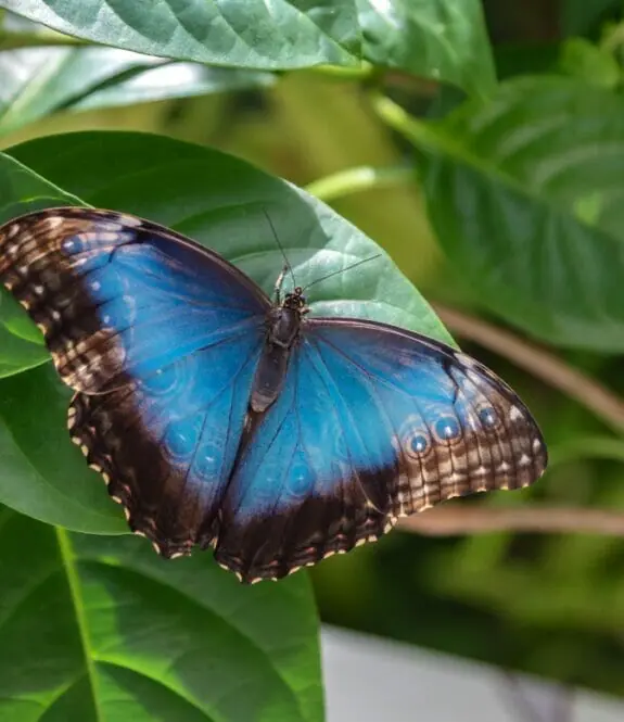 Al Noor Island Butterfly Sanctuary
