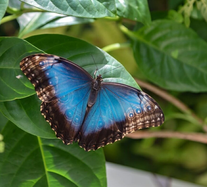 ALB Destination Al Noor Island Butterfly Sanctuary 1