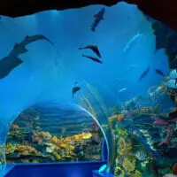 ALB SCTDA Destination Sharjah Activities Aquarium1