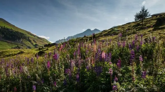 CAM SFP Destination Andermatt Summer Landscape021