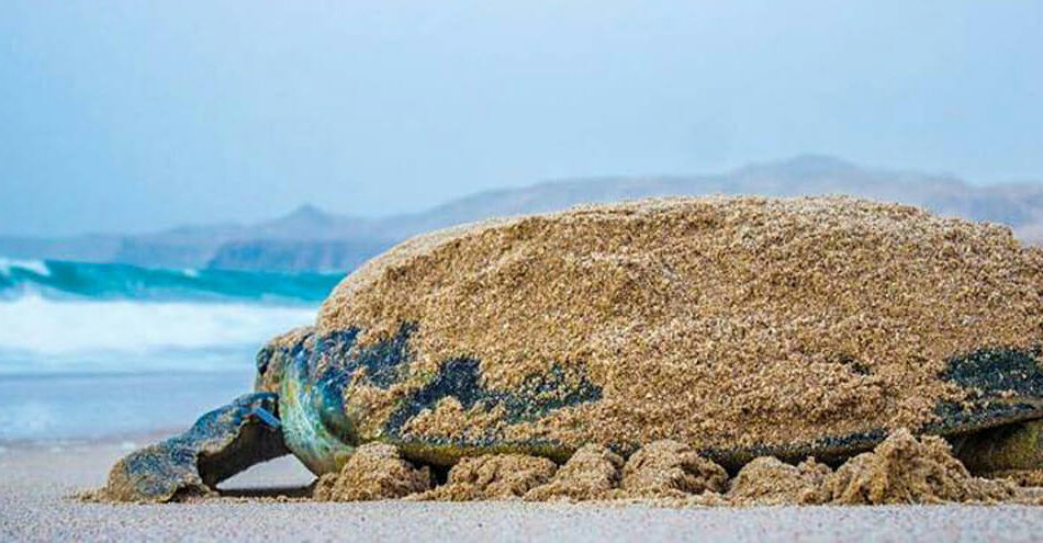 CMU Destination Ras Al Jinz Returning Turtle