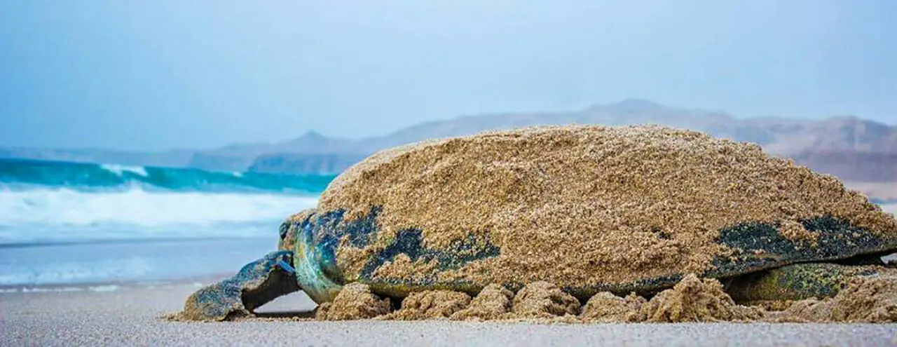 The Turtle Beach, Oman