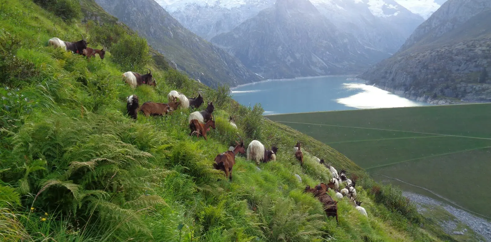 GHMJ Goat treeking in Andermatt 1