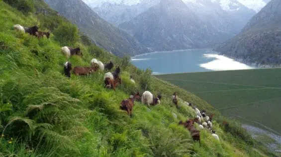 Goat Treeking In Andermatt
