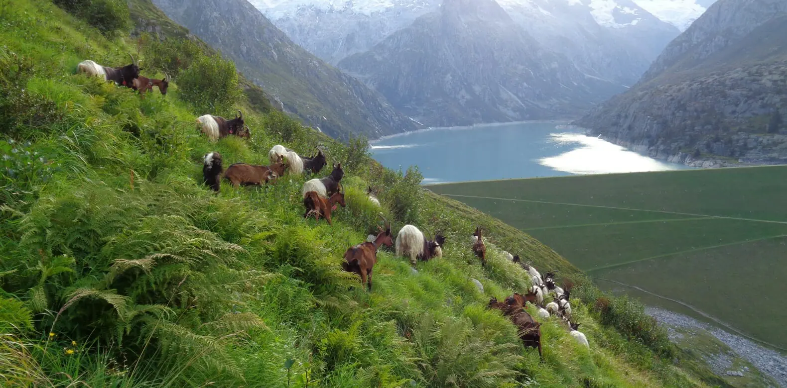 GHMJ Goat treeking in Andermatt