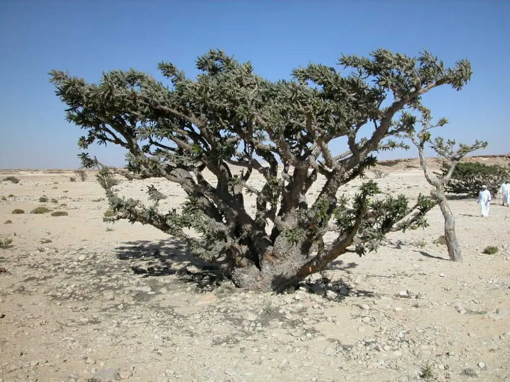 Land of Frankincense | Oman