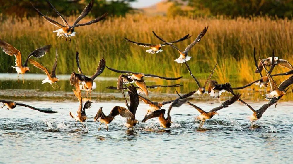 GHMJ Wildlife beauty in Dhofar Salalah region in Oman Photo by Tanja Cotoaga on Unsplash 2