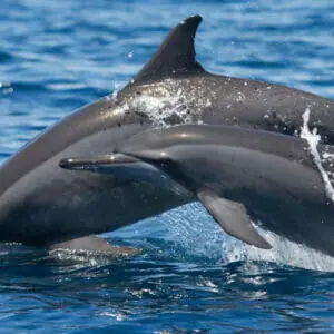 Muscat Dolphins