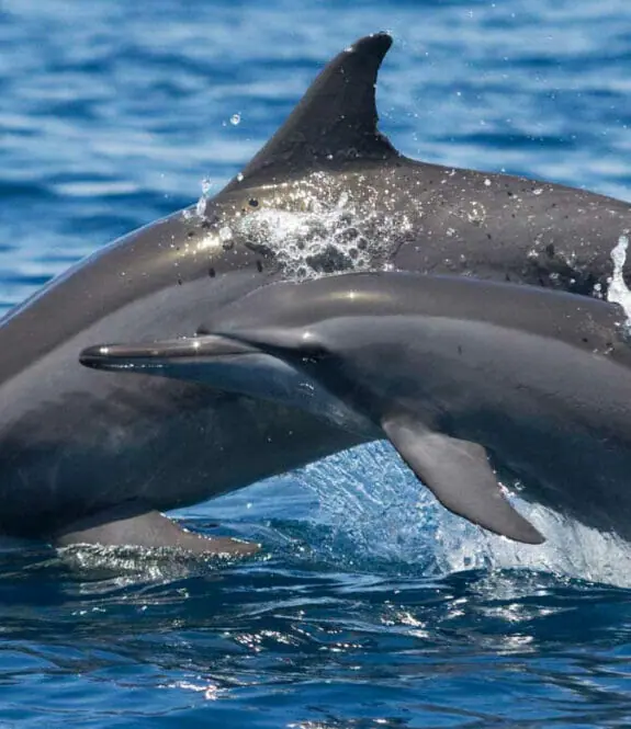Dolphin Watching In The Gulf Of Oman Near The Chedi Muscat
