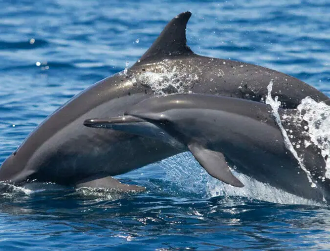 Muscat Dolphins