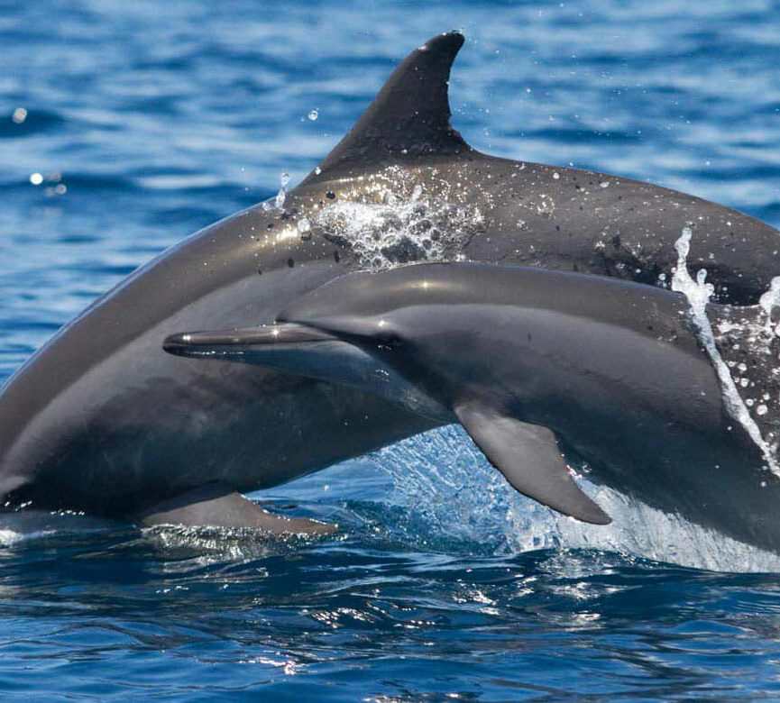 Muscat Dolphins