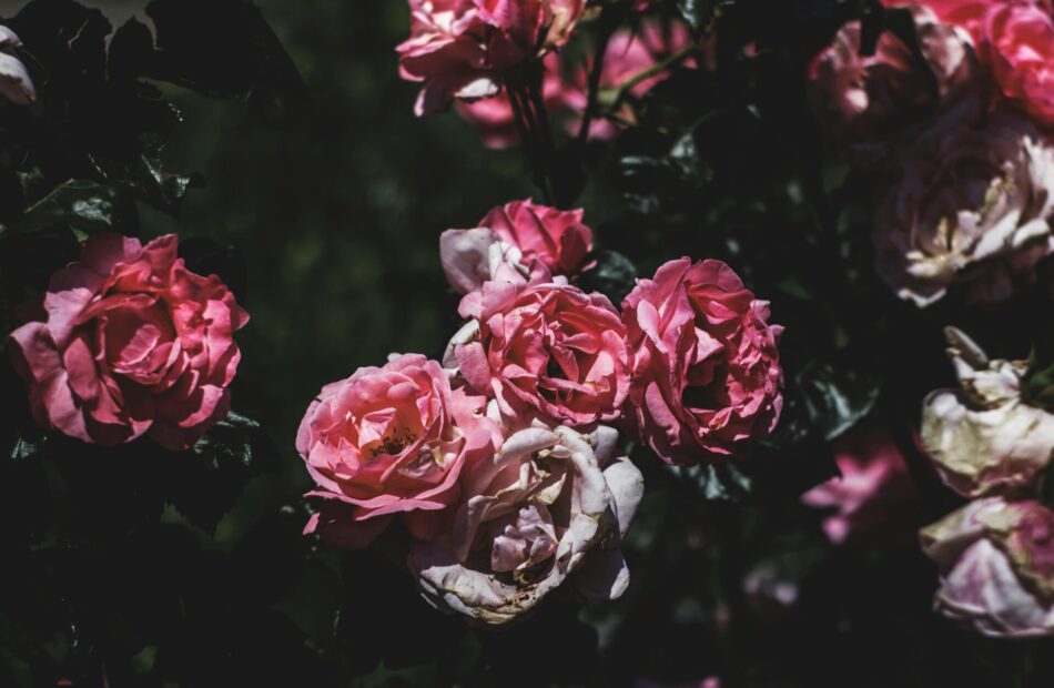 Pexels Revac Film's&photography