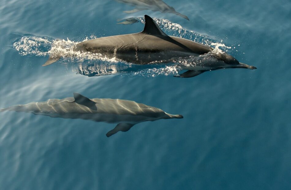 Photo 1572107834447 Fdb256b40927